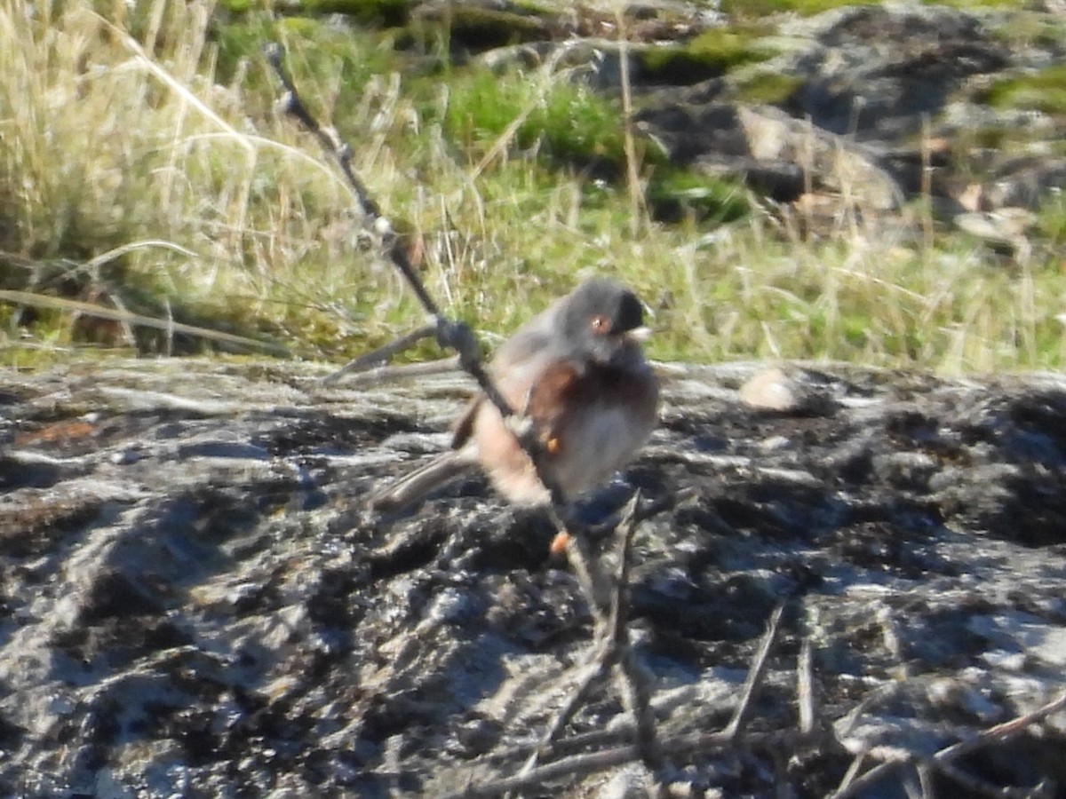 Magnanina comune - ML645951396