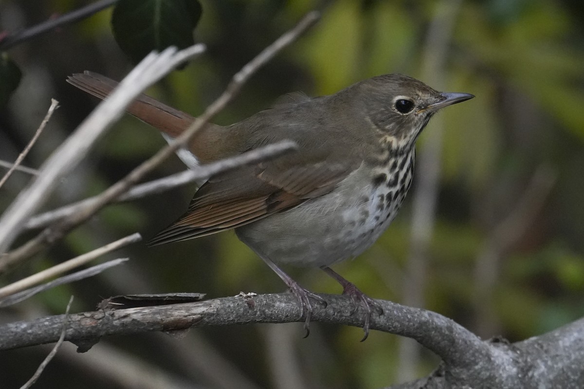 Hermit Thrush - ML645951402