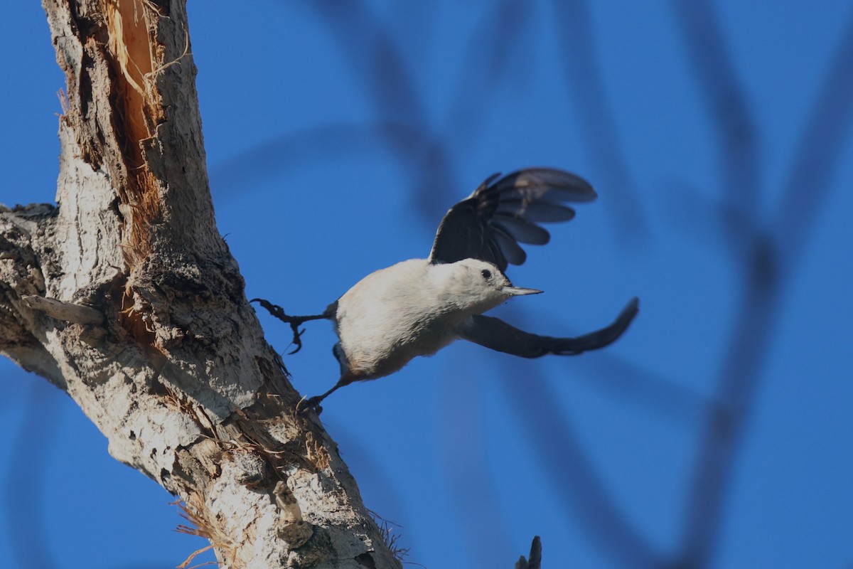 White-breasted Nuthatch - ML645951408