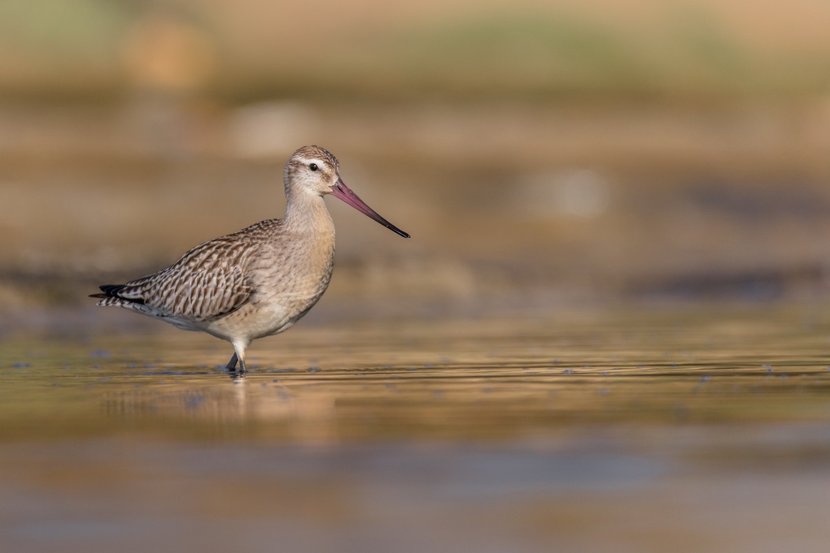 斑尾鷸 - ML645951413