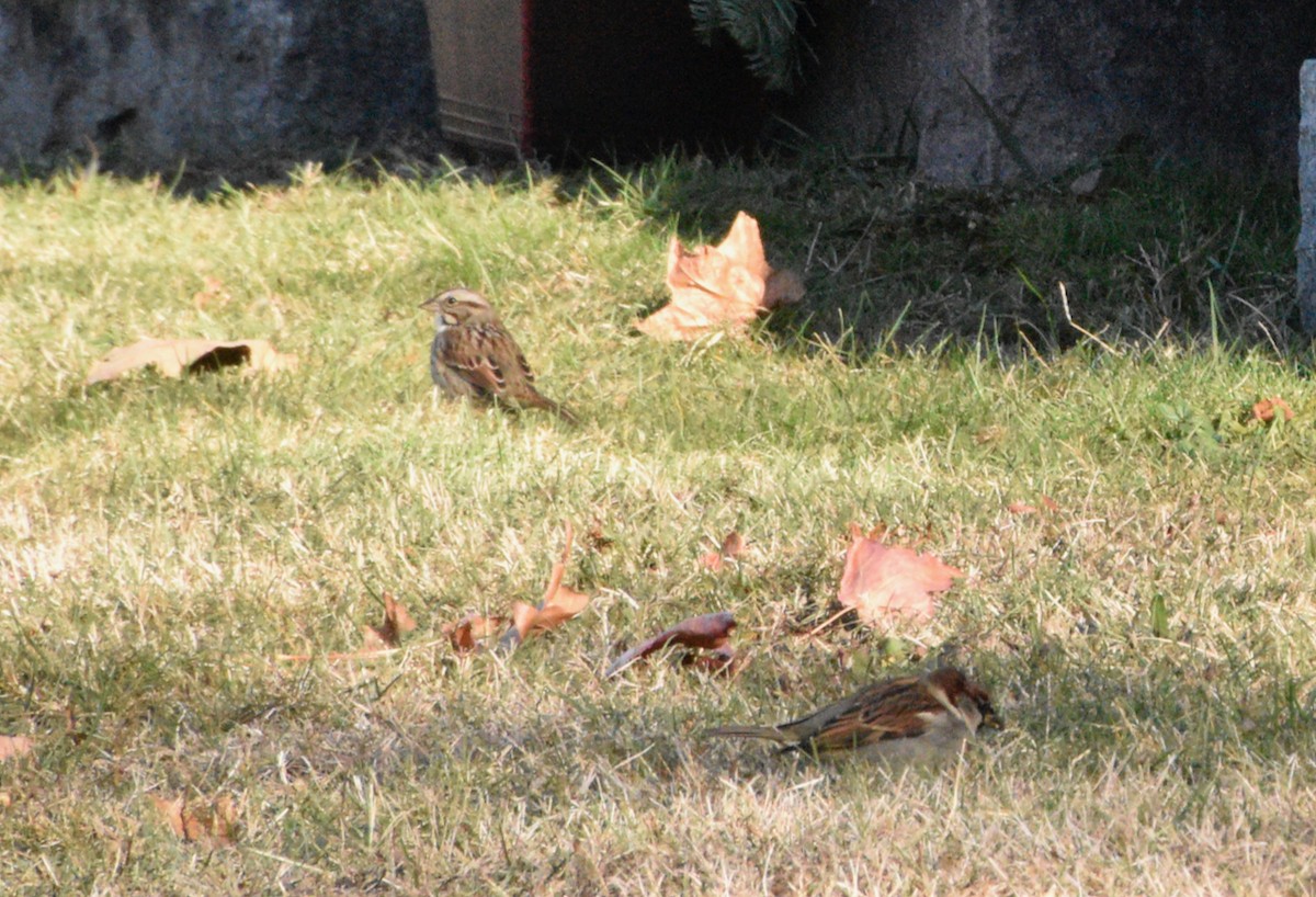 White-throated Sparrow - ML645951414