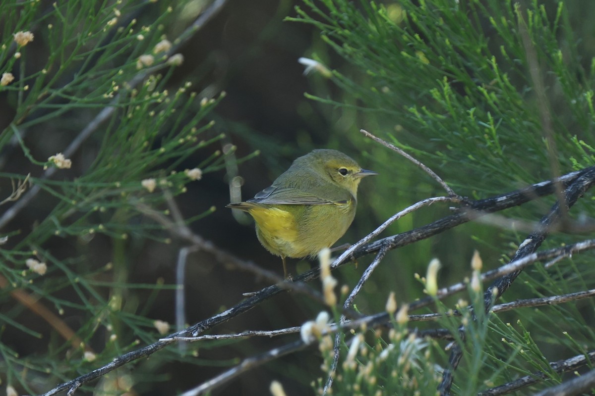 Orange-crowned Warbler - ML645951425