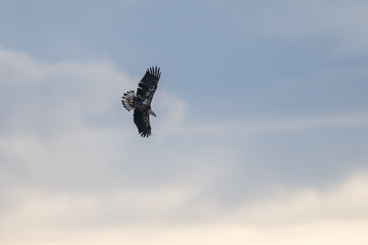 Bald Eagle - ML645951426