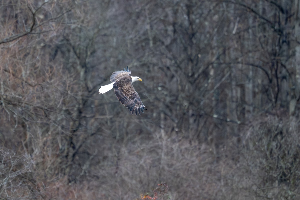 Bald Eagle - ML645951427