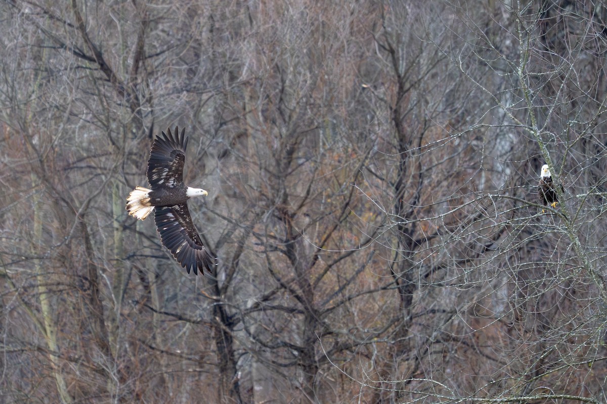 Bald Eagle - ML645951428