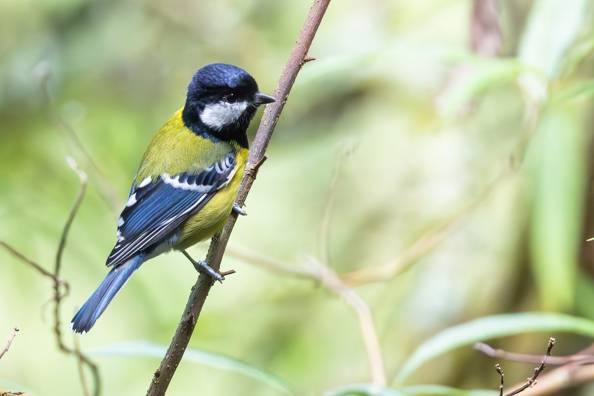 Carbonero Dorsiverde - ML645951435