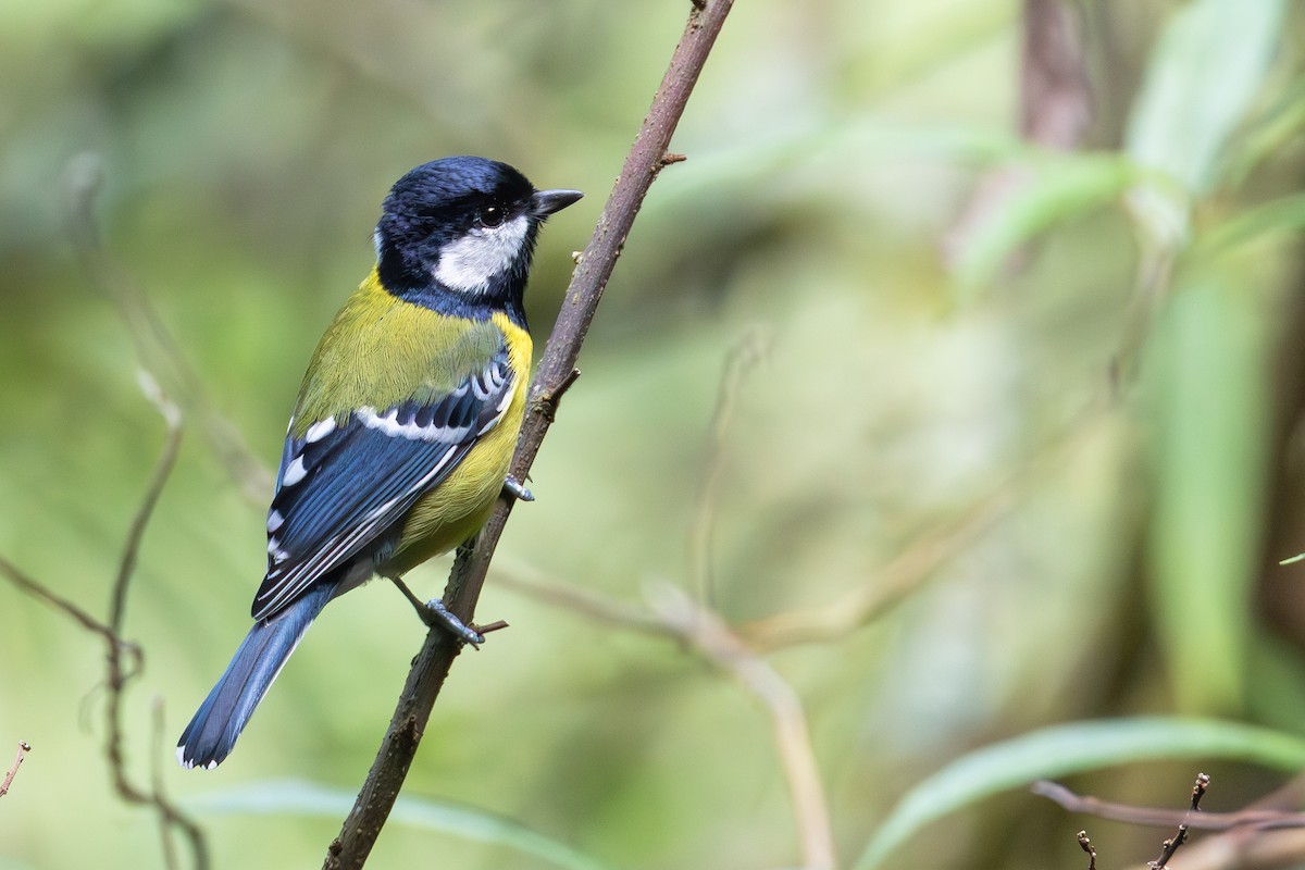 Carbonero Dorsiverde - ML645951436