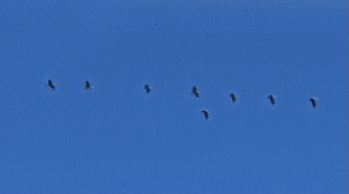 Sandhill Crane - ML645951438