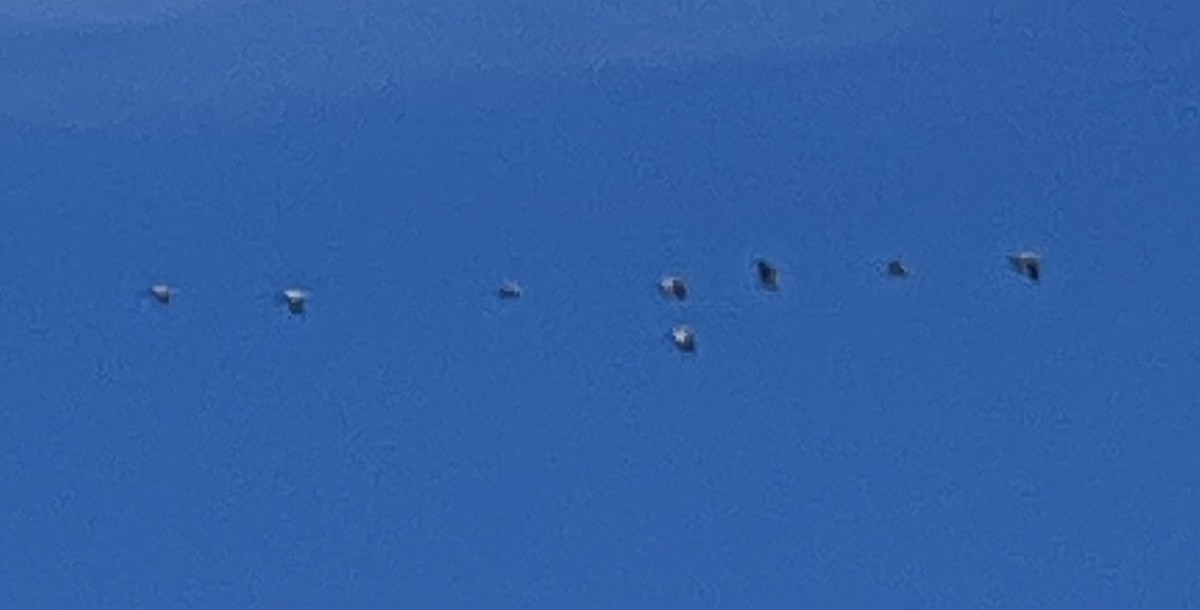 Sandhill Crane - ML645951439