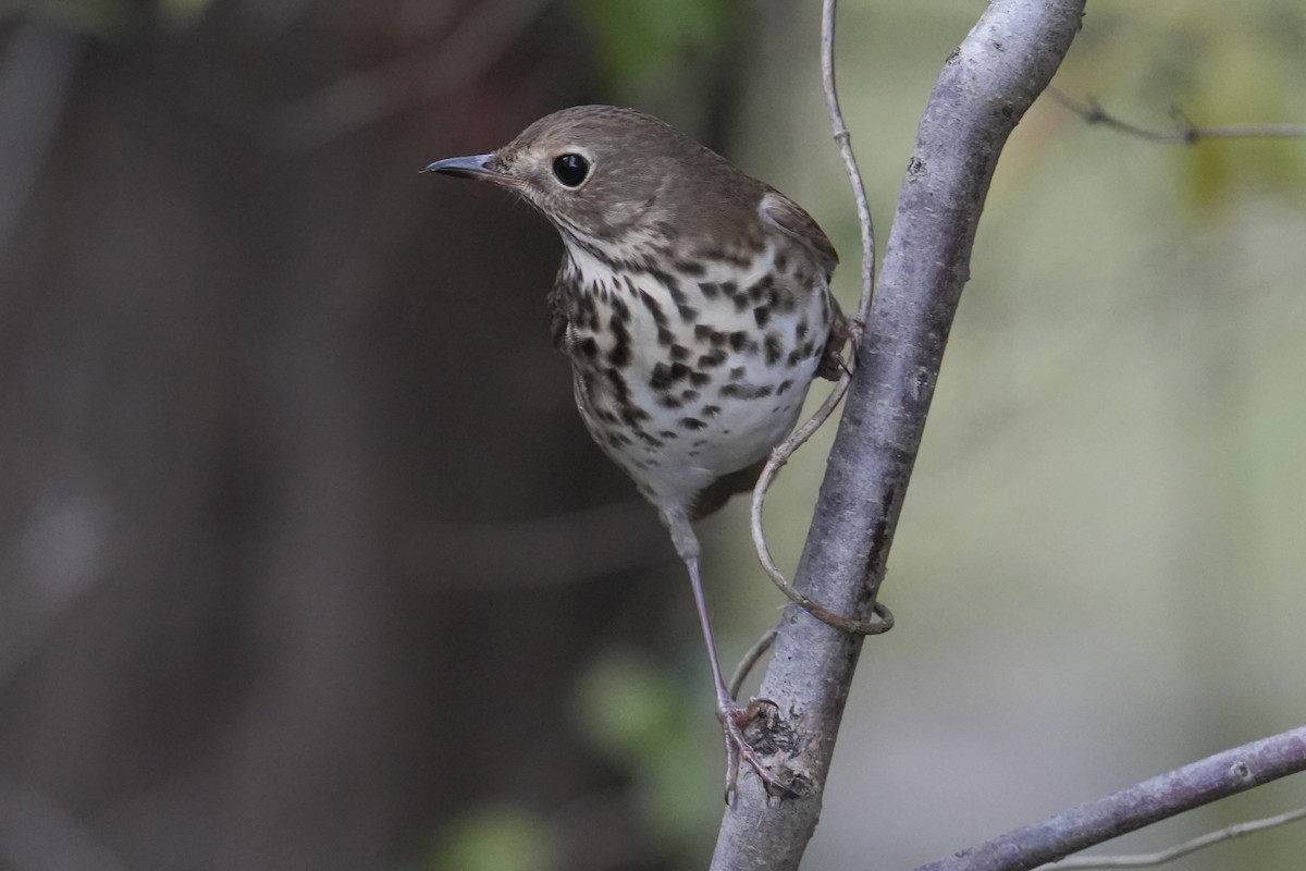 Hermit Thrush - ML645951441