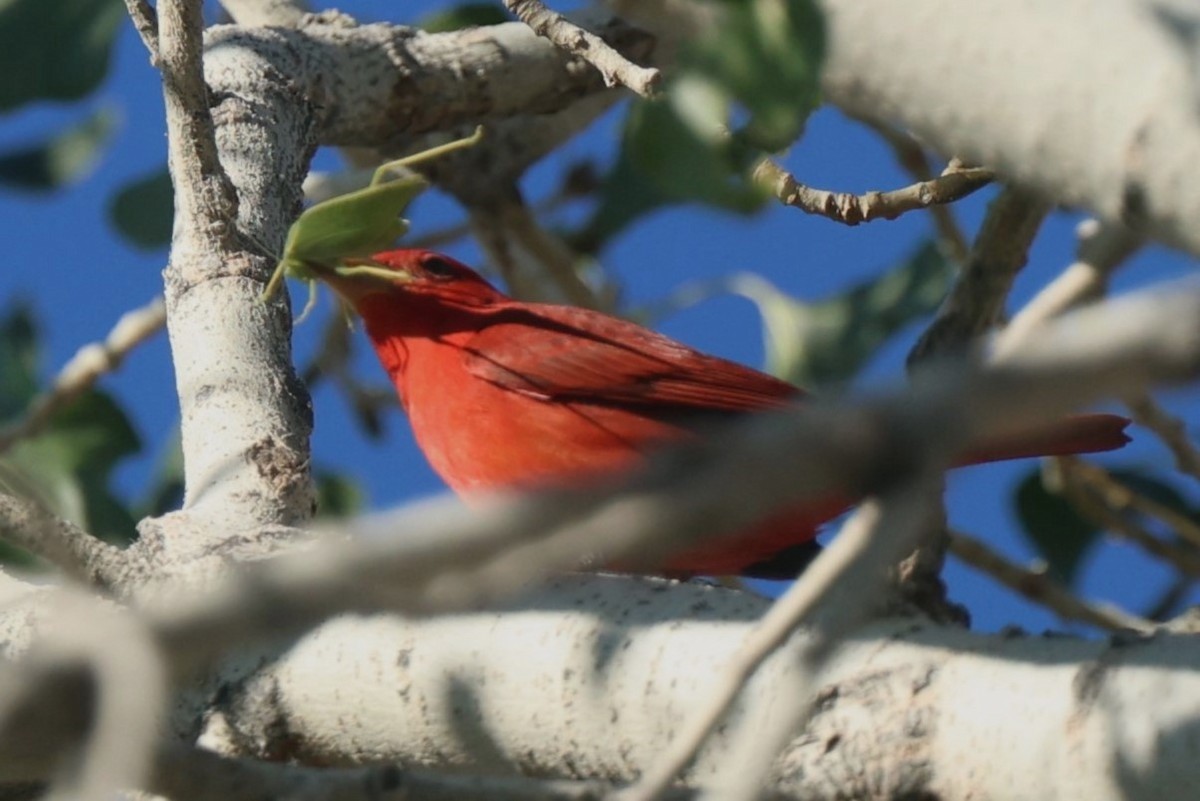 Summer Tanager - ML645951442