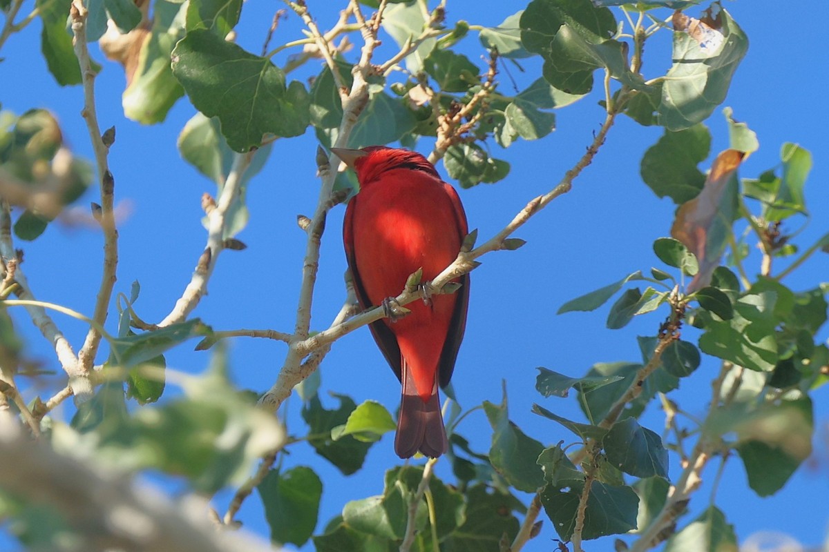 Summer Tanager - ML645951443