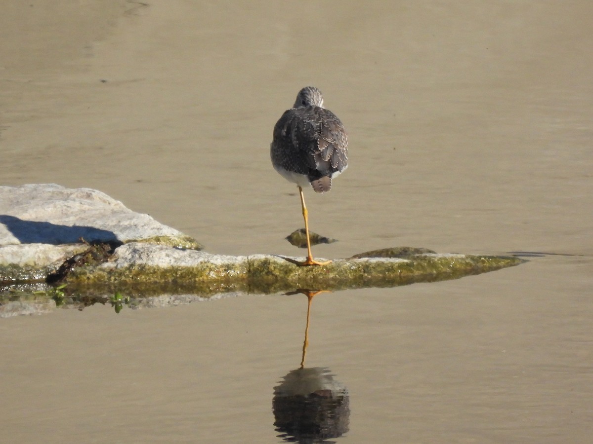 Greater Yellowlegs - ML645951446