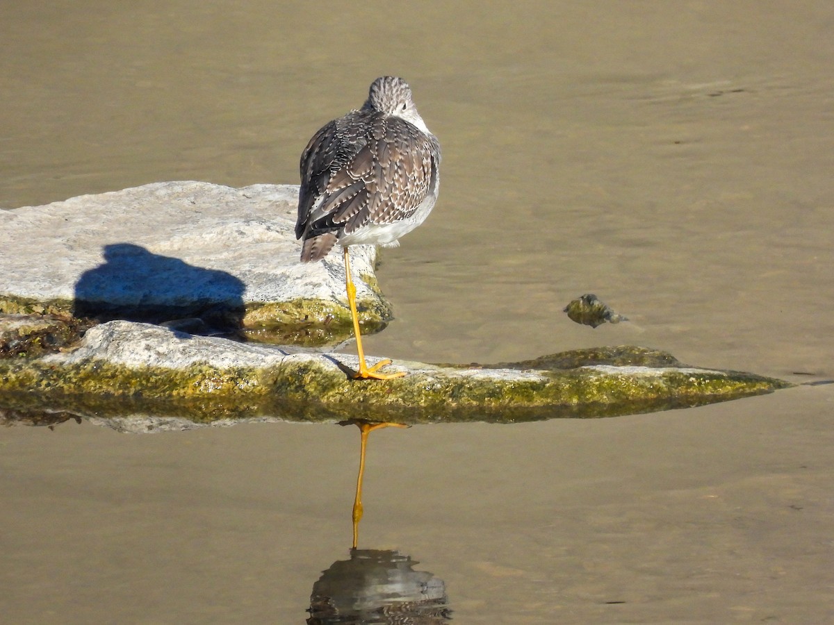 Greater Yellowlegs - ML645951451