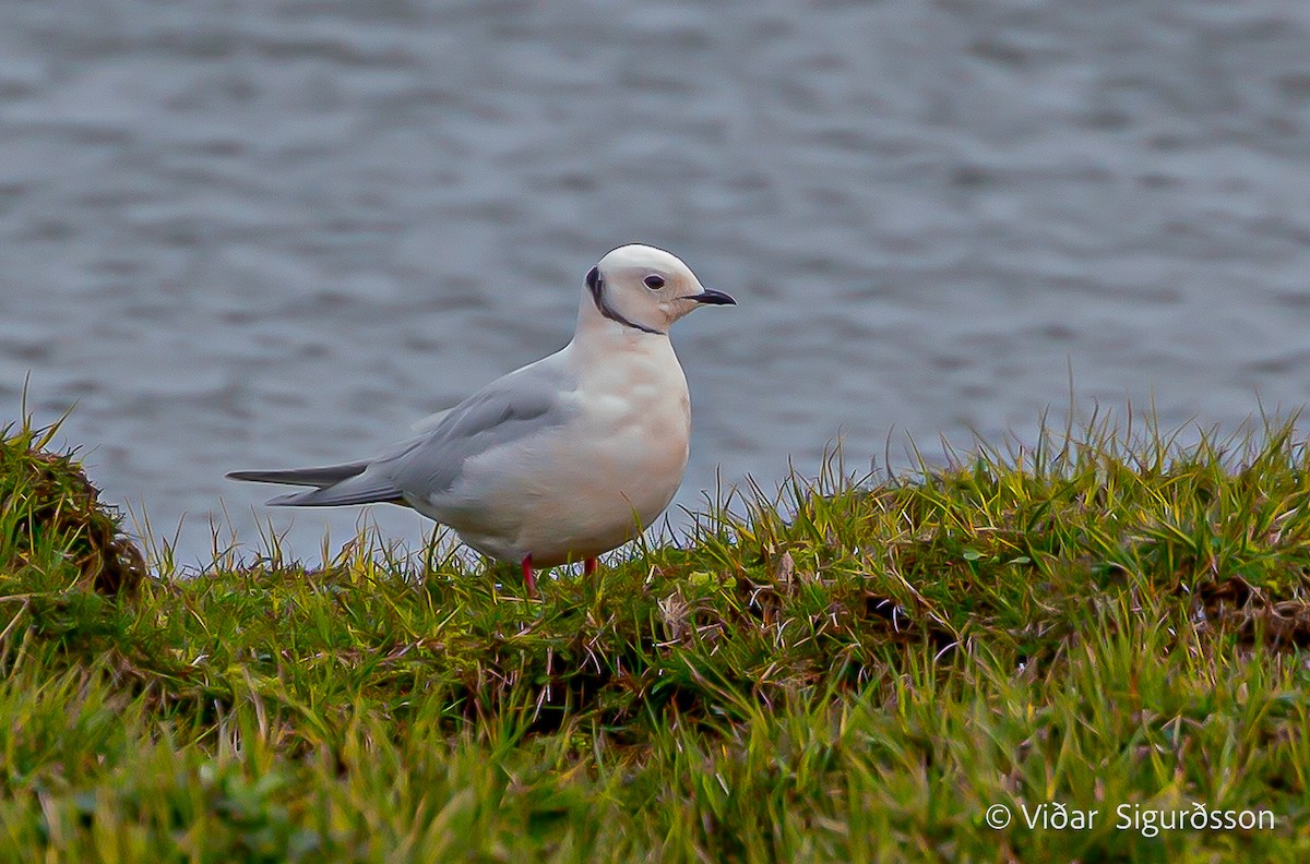 Antxeta arrosa - ML645951456