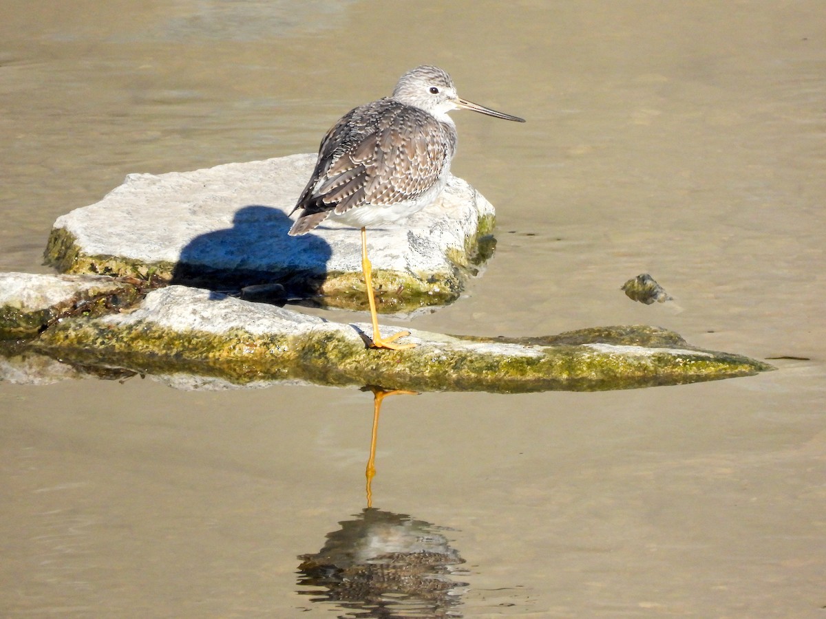 Greater Yellowlegs - ML645951457