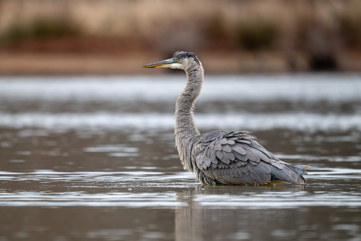 Great Blue Heron - ML645951461