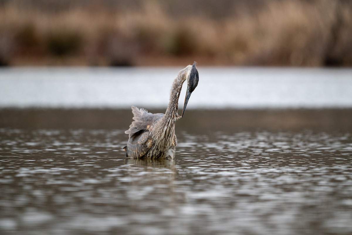 Great Blue Heron - ML645951462