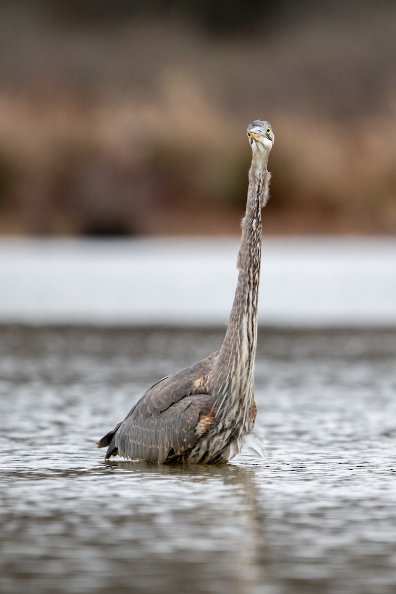Great Blue Heron - ML645951463