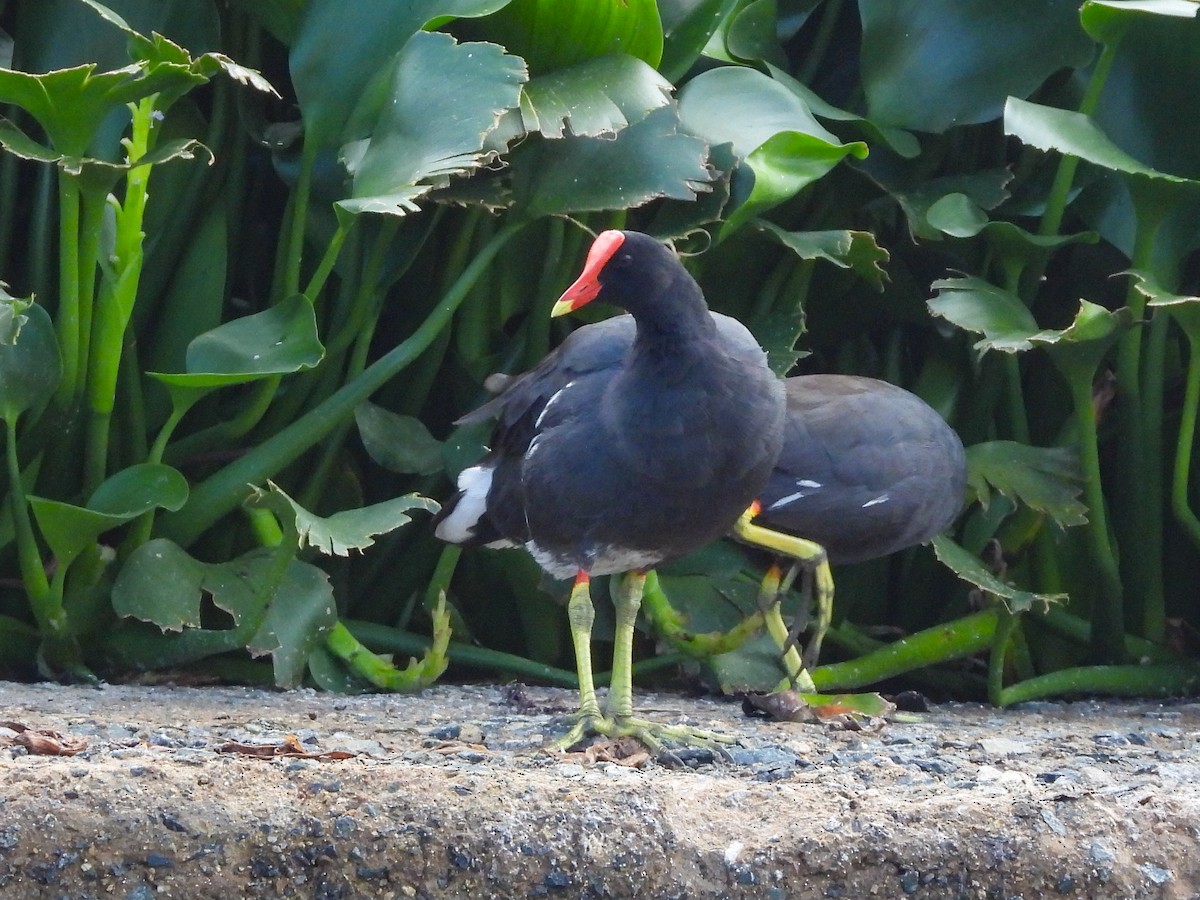 slípka americká - ML645951466