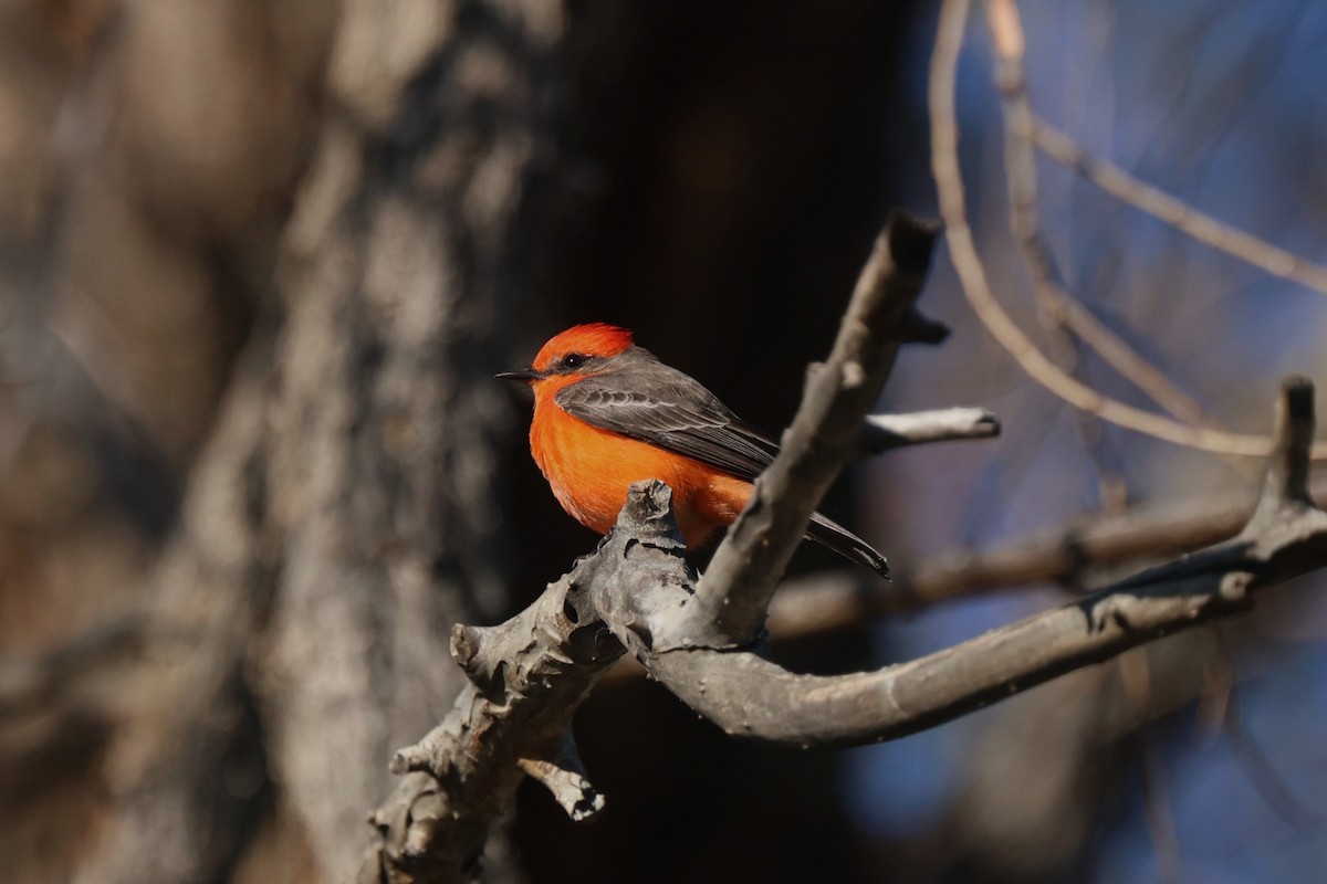 Vermilion Flycatcher - ML645951467