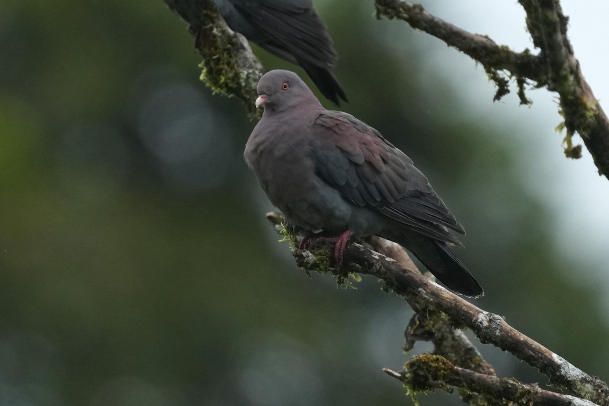 Red-billed Pigeon - ML645951473