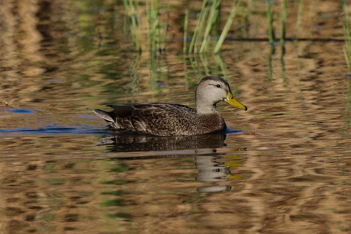 Mexican Duck - ML645951477