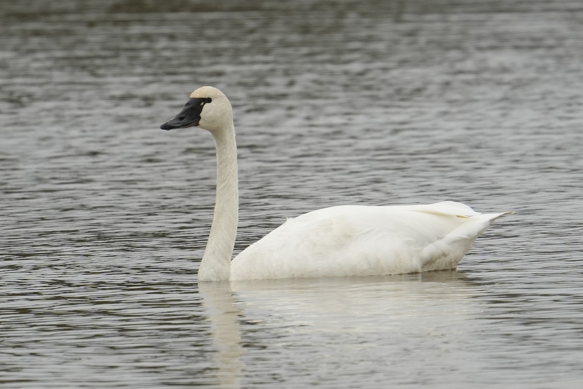 Tundra Swan - ML645951478