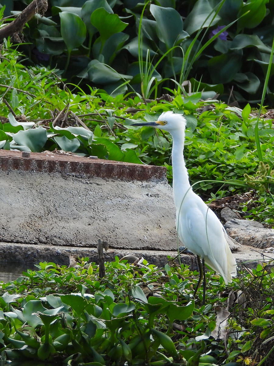 Snowy Egret - ML645951479