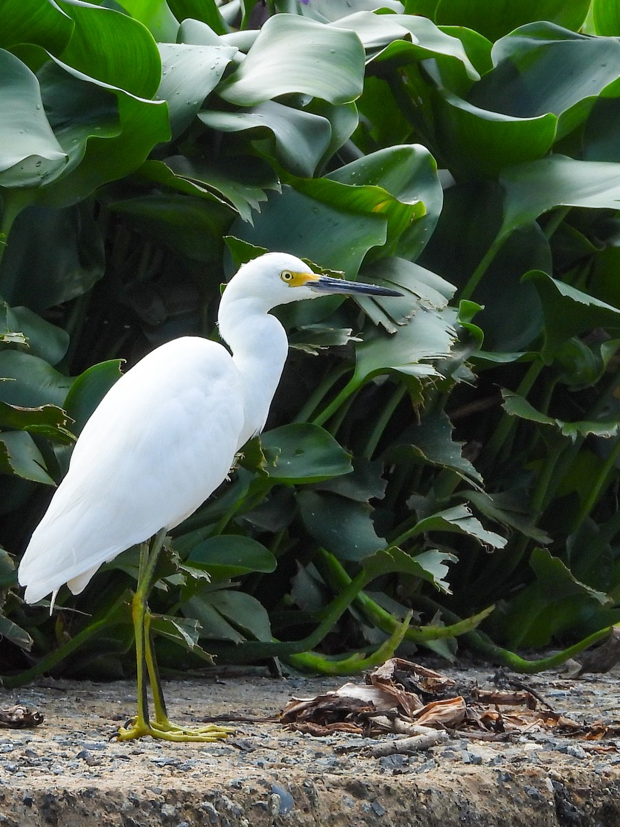 Snowy Egret - ML645951480