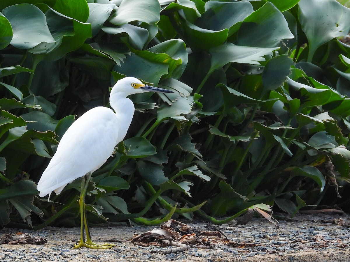 Snowy Egret - ML645951481