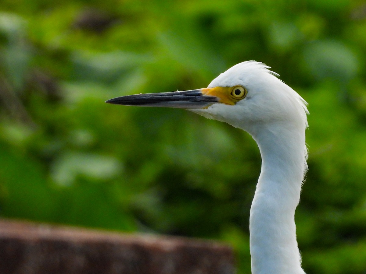 Snowy Egret - ML645951482