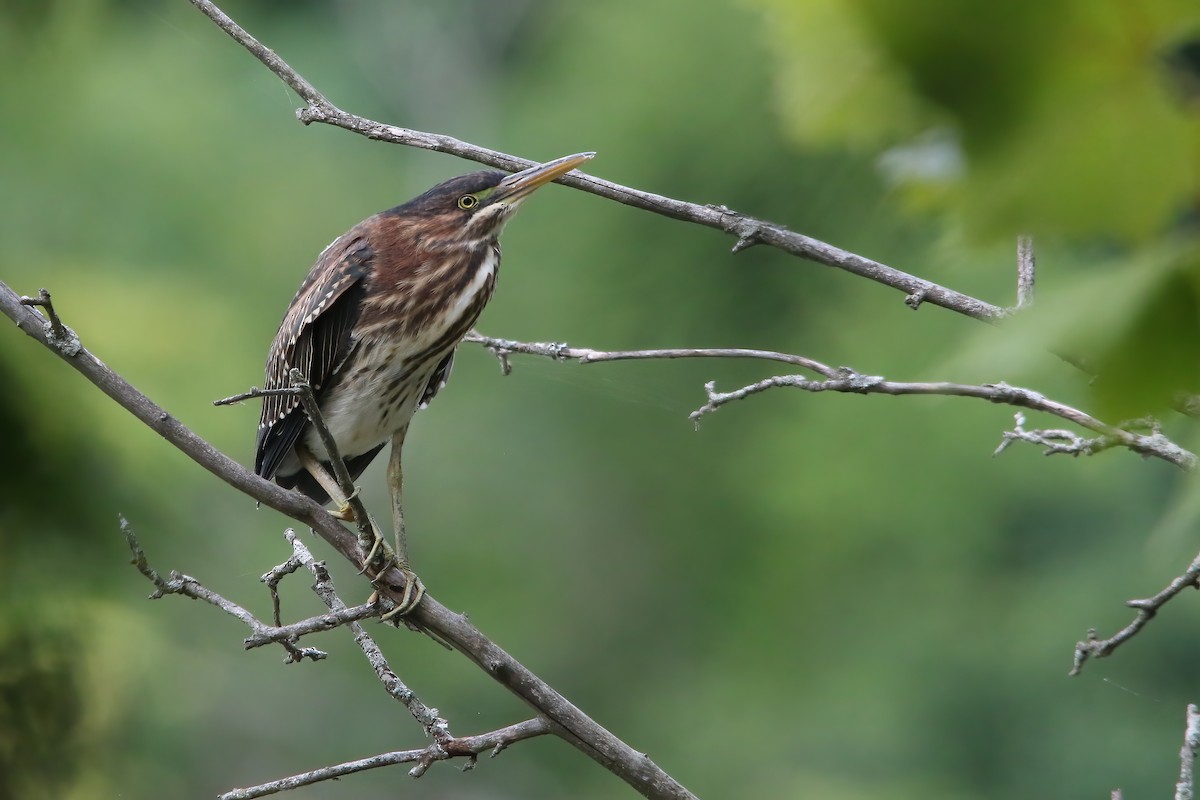 Green Heron - ML645951487
