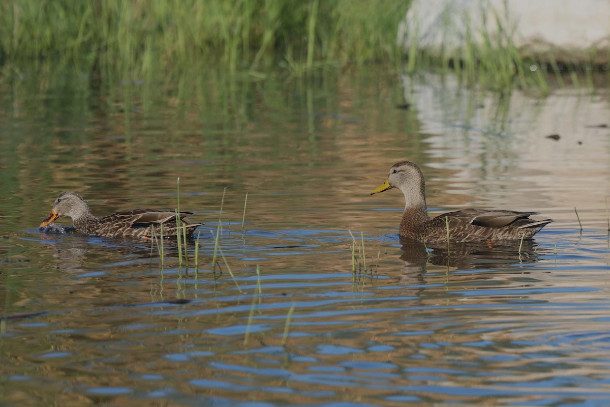 Mexican Duck - ML645951490