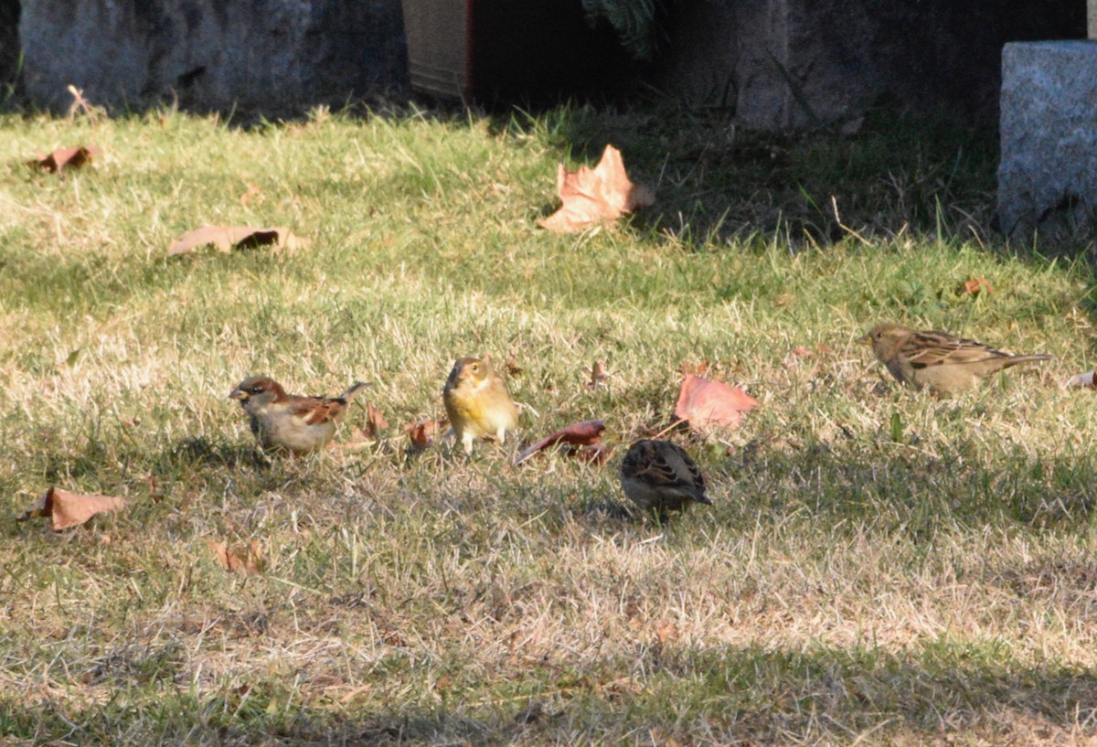 Dickcissel - ML645951497