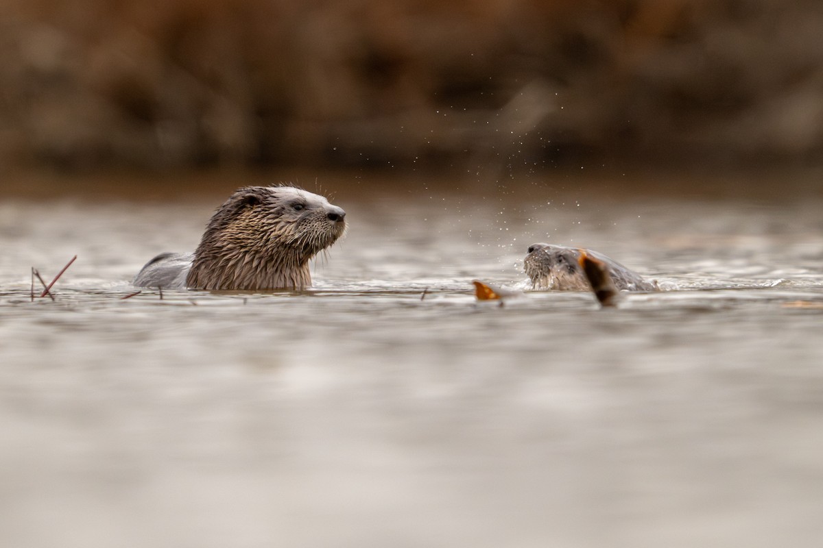 North American River Otter - ML645951499