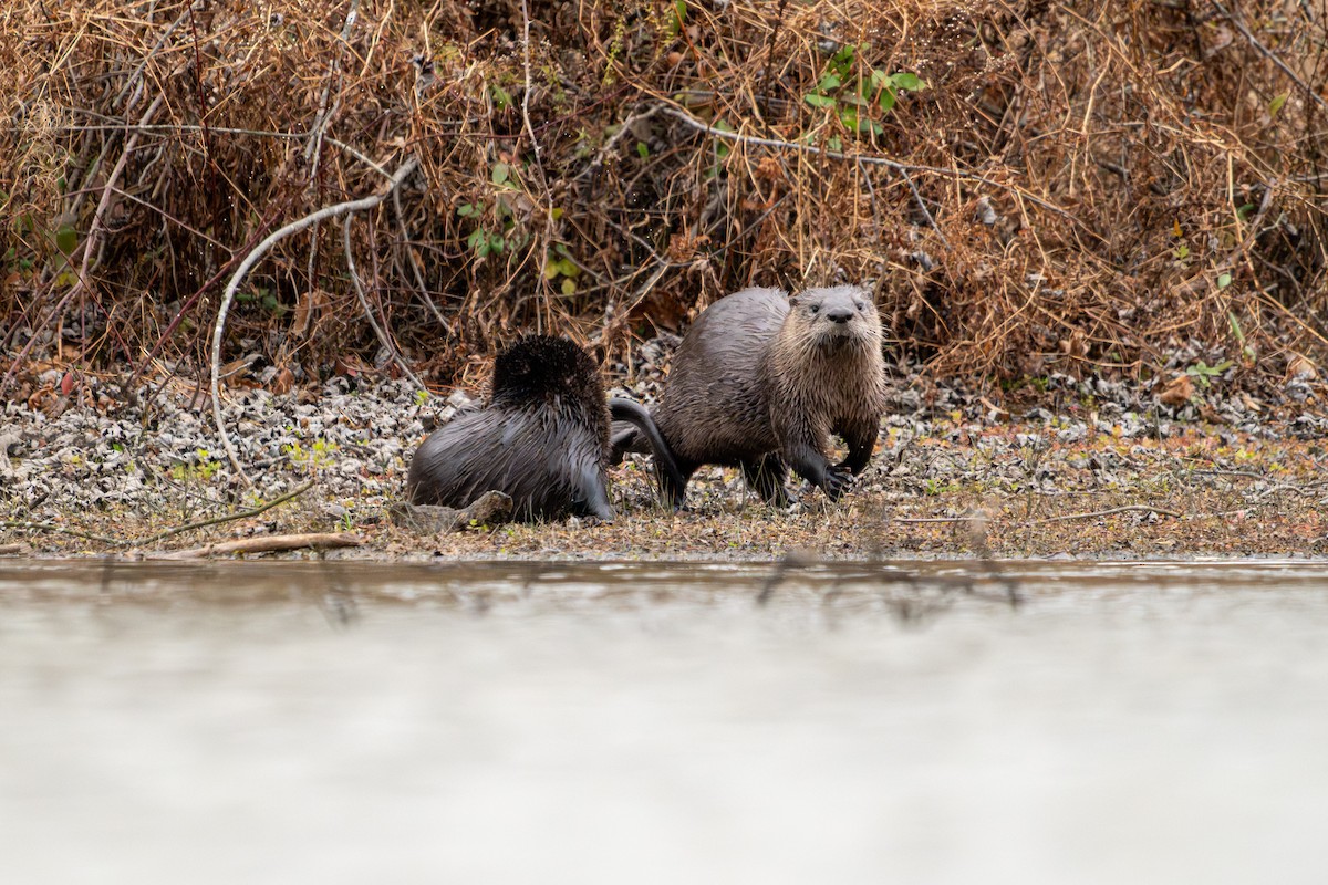North American River Otter - ML645951500
