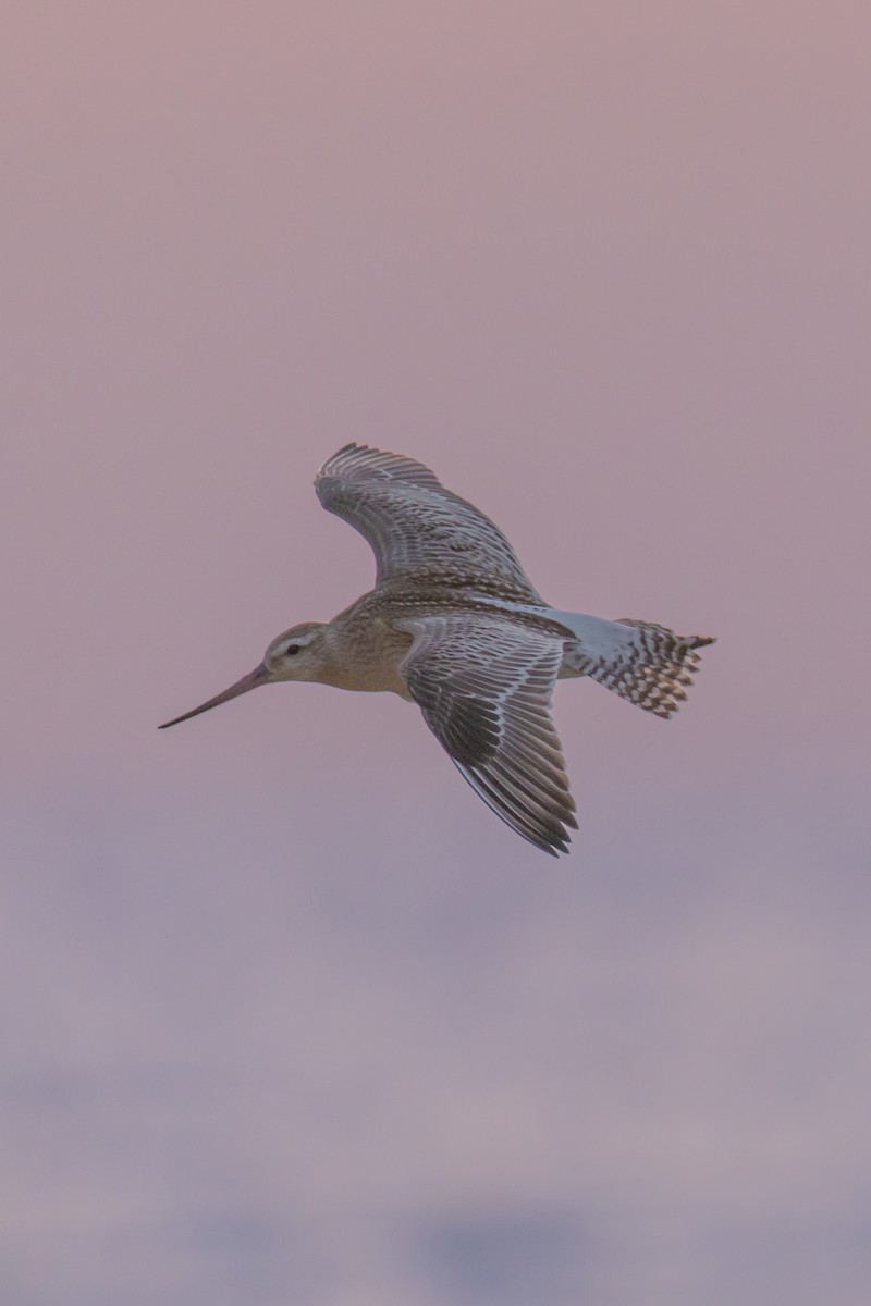 斑尾鷸 - ML645951506