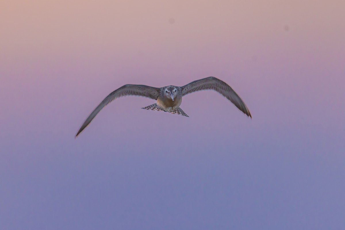 斑尾鷸 - ML645951510