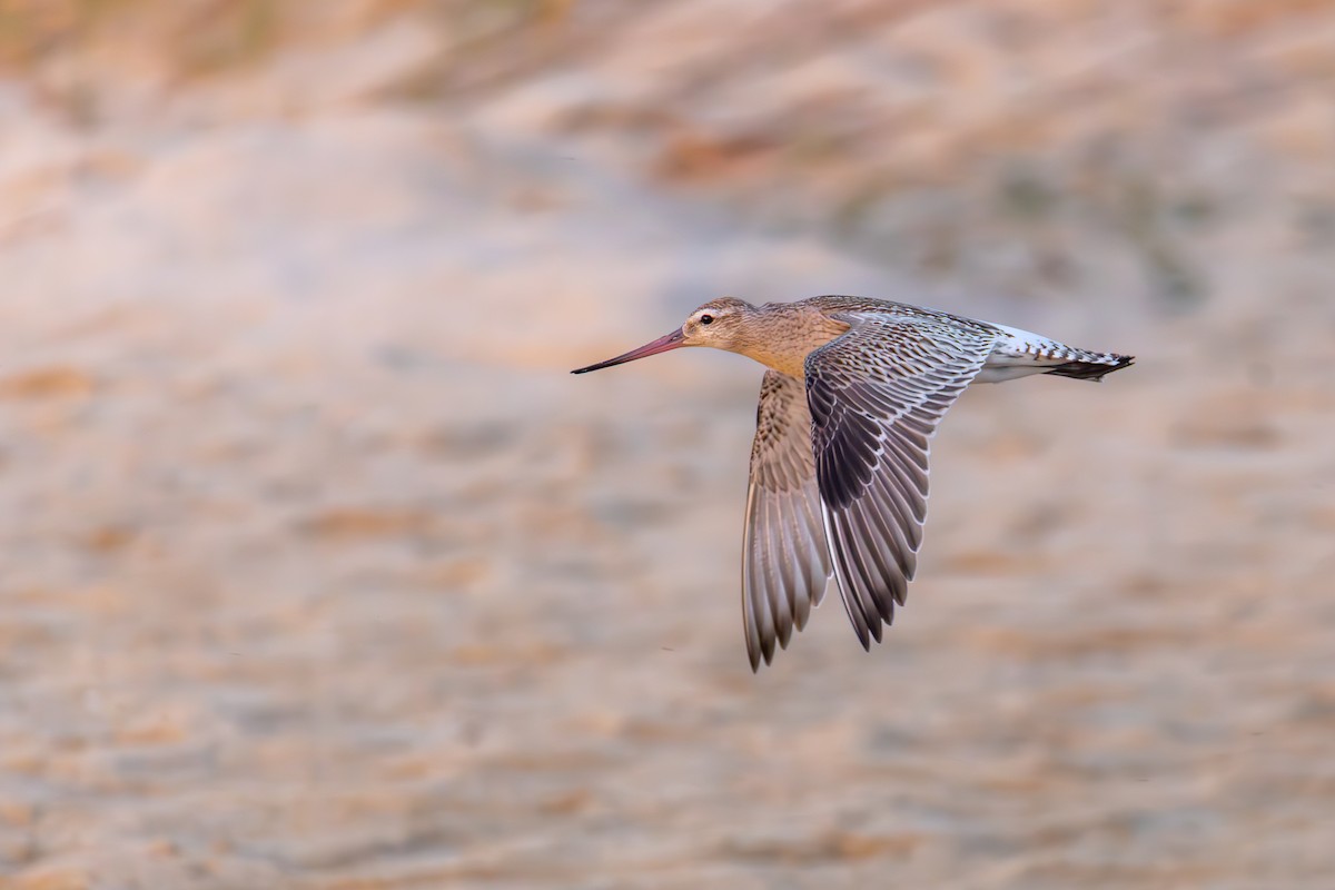 斑尾鷸 - ML645951511