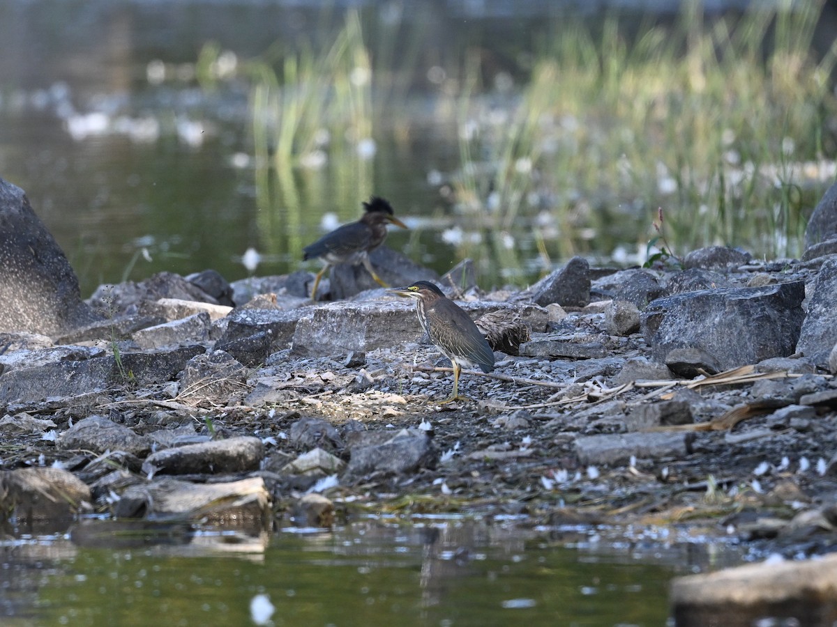 Green Heron - ML645951512