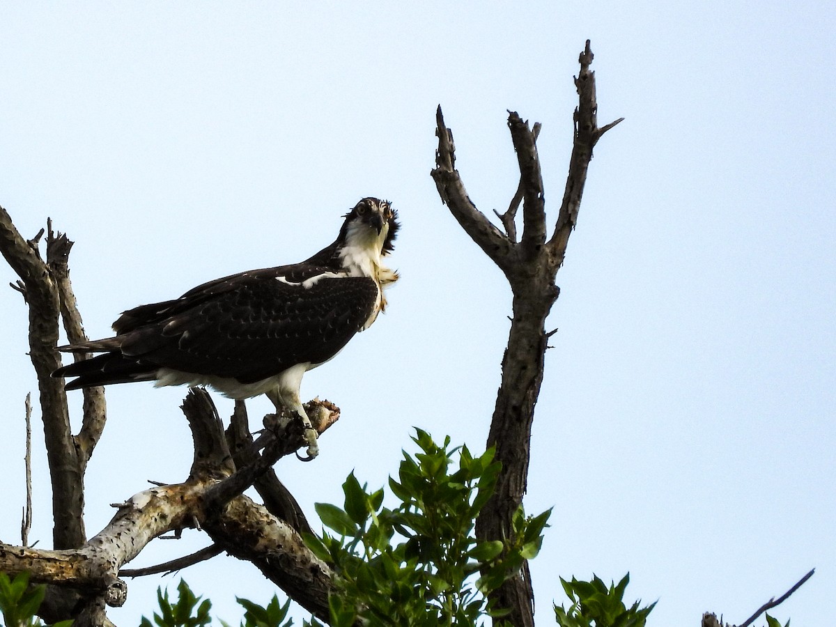Osprey - ML645951514