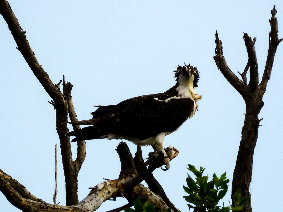 Osprey - ML645951516