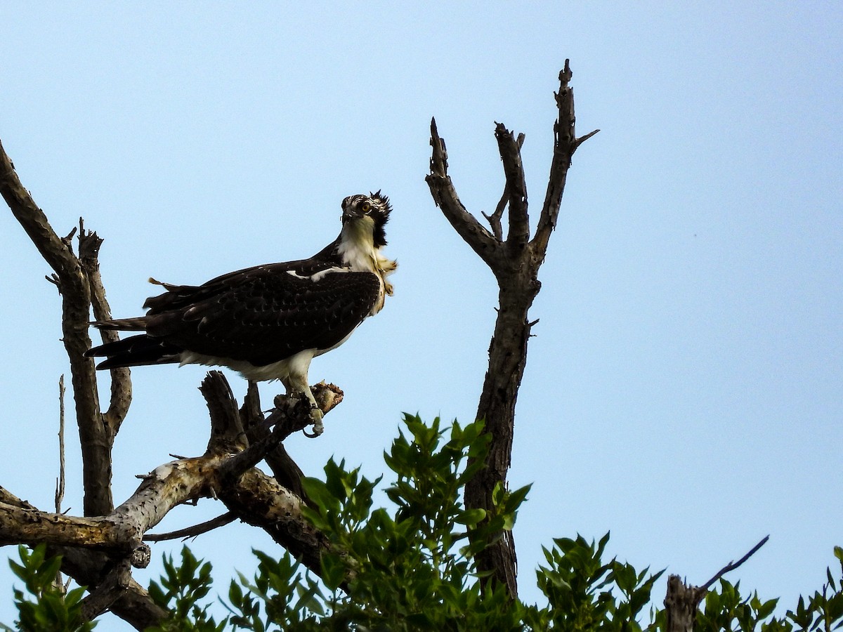 Osprey - ML645951517