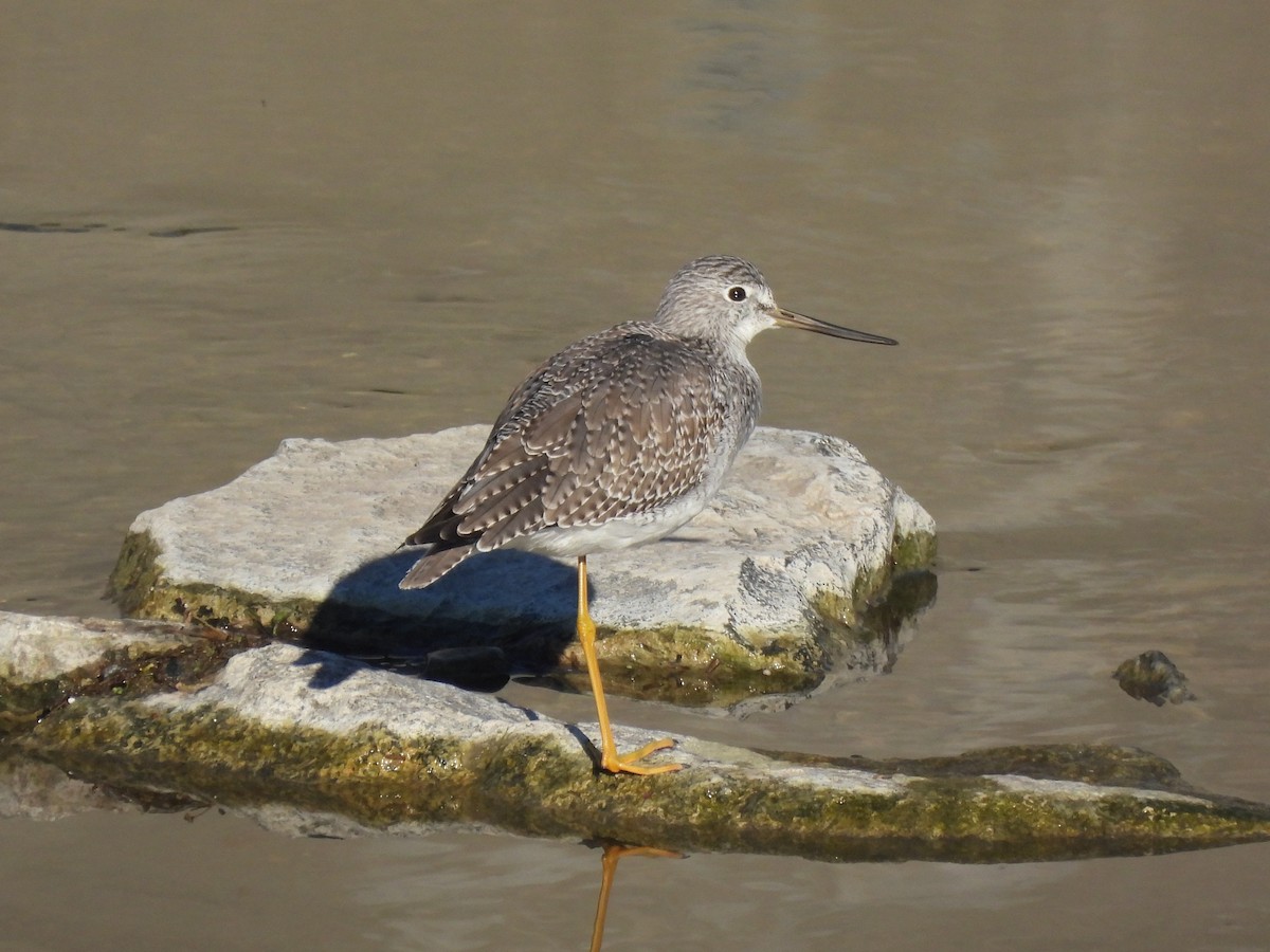 Greater Yellowlegs - ML645951519