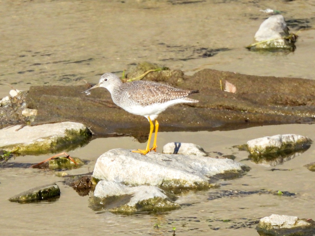 Greater Yellowlegs - ML645951522