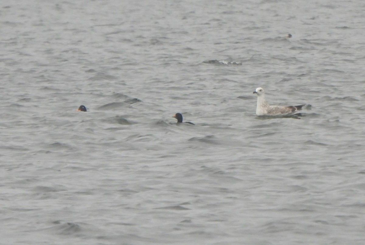 Common Scoter - ML645951533