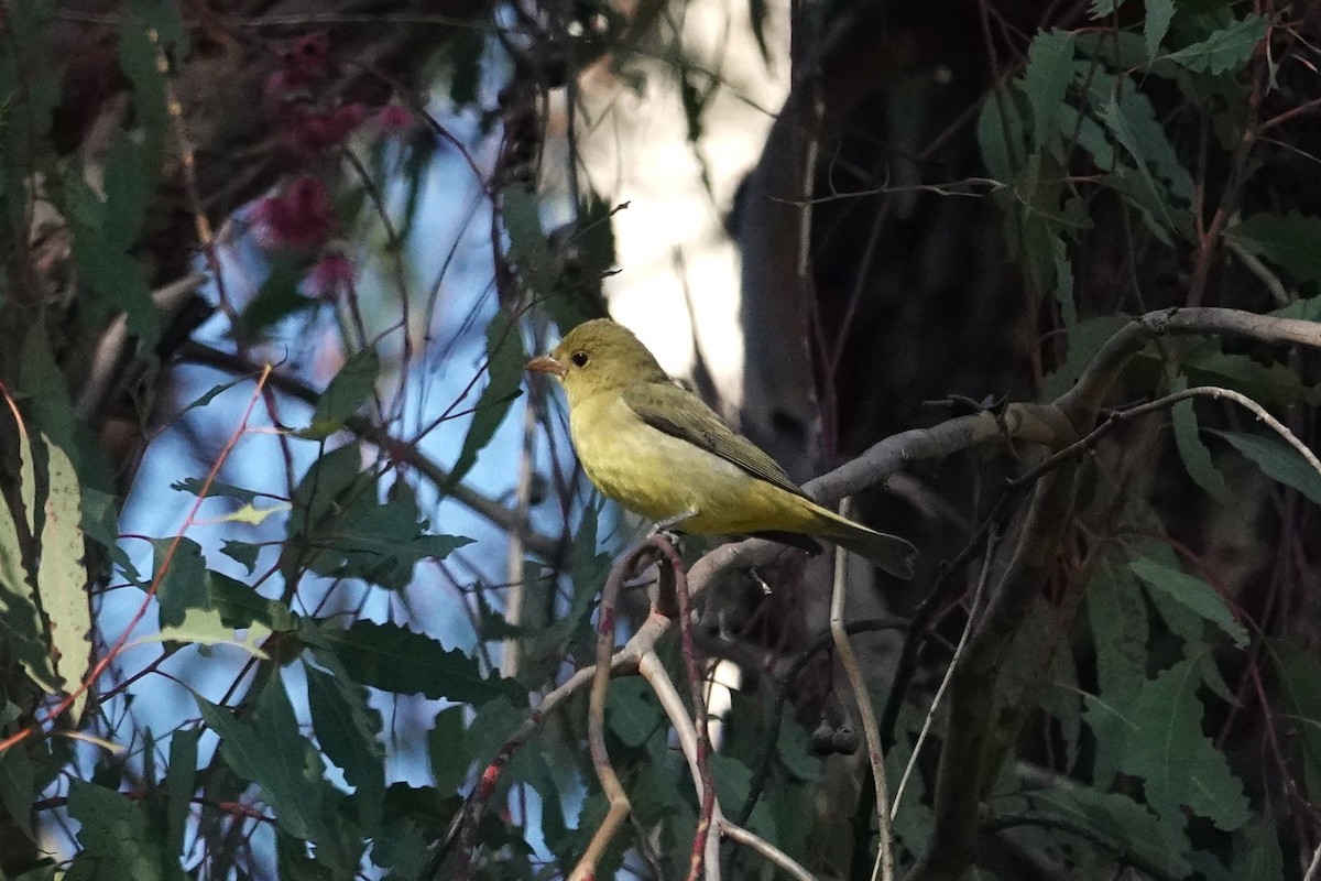 Scarlet Tanager - ML645951538