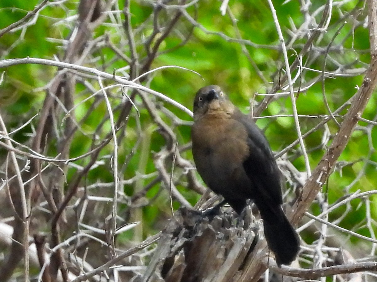 Carib Grackle - ML645951539