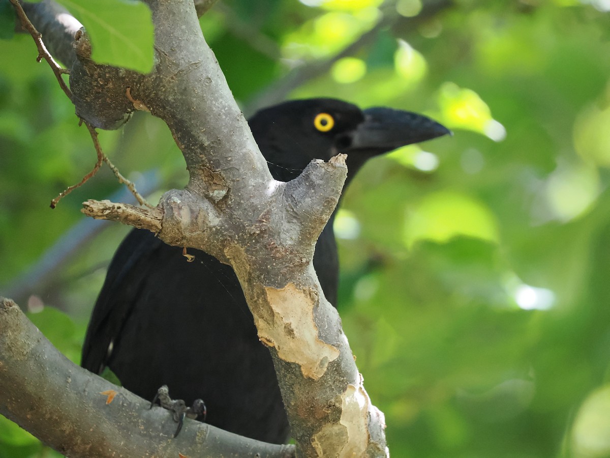 Pied Currawong - ML645951540